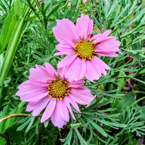 Cosmos are annual flowers with colorfuldaisy-like flowers that sit atop long slender stems. Blooming.jpg
