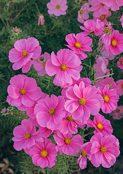Garden Cosmos Flower.jpg