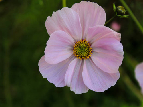 A beautiful light pink Garden Cosmos..jpg