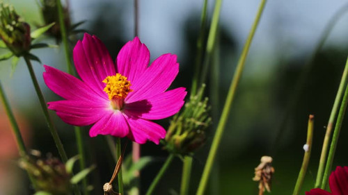 Close up of Cosmos purple flower, Cosmos Caudatus or Ulam Raja in sunset lights with the wind swayin.jpg