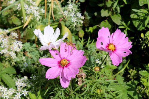 Garden cosmos or Cosmos bipinnatus or Mexican aster bright purple and white half-hardy annual fully .jpg