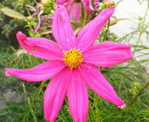 Cosmos are annual flowers with colorfuldaisy-like flowers that sit atop long slender stems. Blooming.jpg