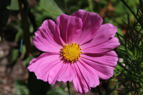 Flower of a Cosmos bipinnatus. The flower is also called the garden cosmos or Mexican aster..jpg