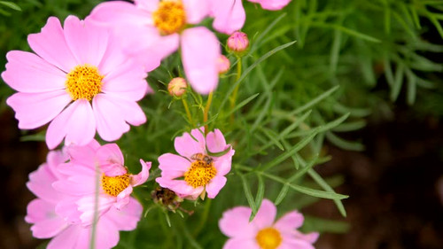 Flying bees and pollen with pink cosmos flower.jpg