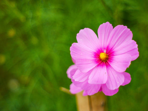 the  cosmos flower in the garden field on beautiful sunny day.jpg