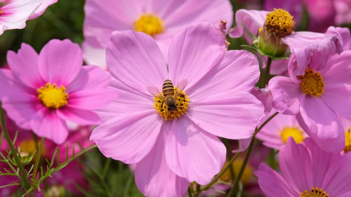 Honey Bee collecting pollen on flower.jpg