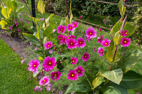 Kosmeya flowers growing in the garden.jpg
