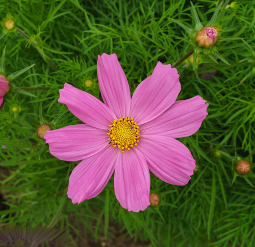 Kosmeya.Ischaschnye plants with white, pink, red purple flowers.jpg