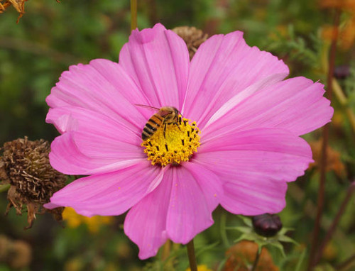 A well focussed honey bee feeding on a pink Garden Cosmos flower with a natural background. Taken lo.jpg
