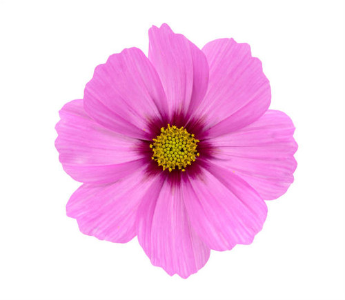 Isolated cosmos flower on white background close up.jpg