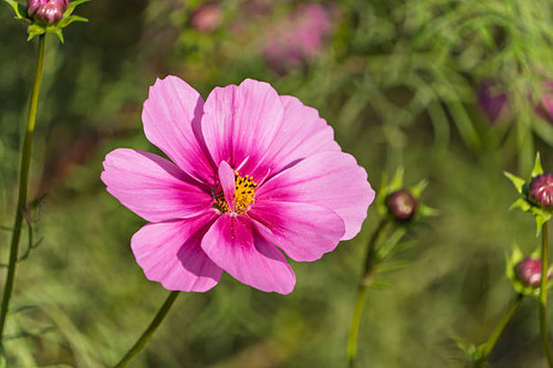 A detailed close-up of a single cosmos flower, featuring vibrant pink petals fading to a deep magent.jpg