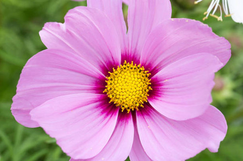 Garden Cosmos Flower Close Up..jpg