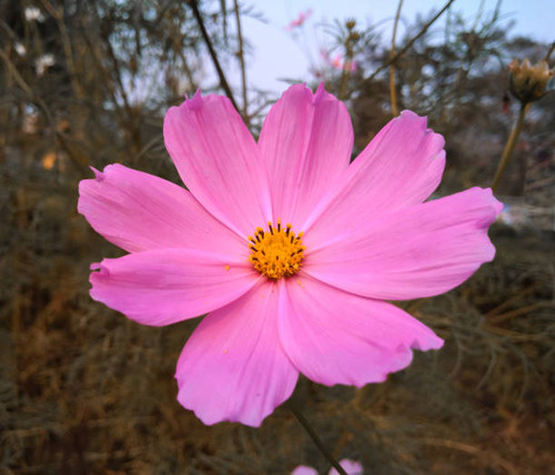Close-up Pink Cosmos flower in the garden.jpg