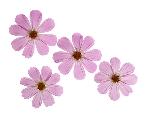 flower isolated on white background.jpg