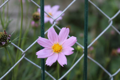 Fence and flower. Freedom. Mexico starflower.jpg