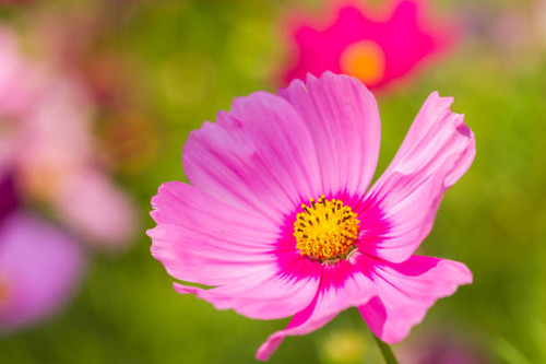 Pink flowers with bokeh background in summer season..jpg