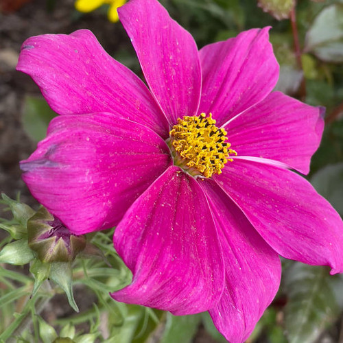 flower.jpg