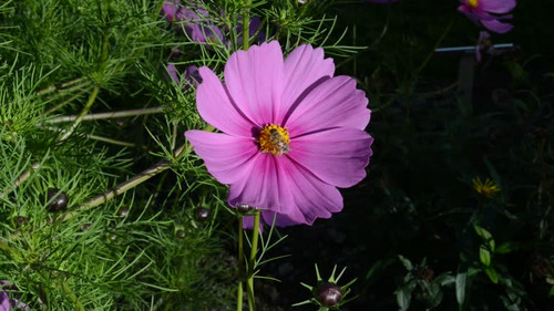 Video of a Pink flower with a bumblebee on top.jpg
