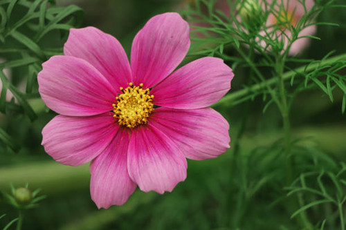 Pink cosmos flower with copy space.jpg