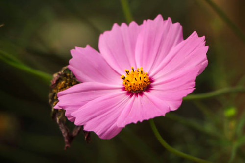 pink Cosmos flowers in bloom in the field.jpg