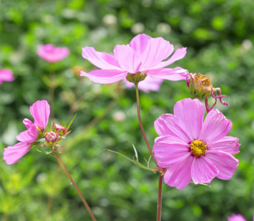 Flower cosmos flowering against a background of flowers. Spring pink flower..jpg