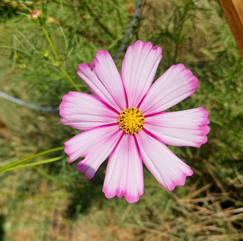 Pink flower.jpg