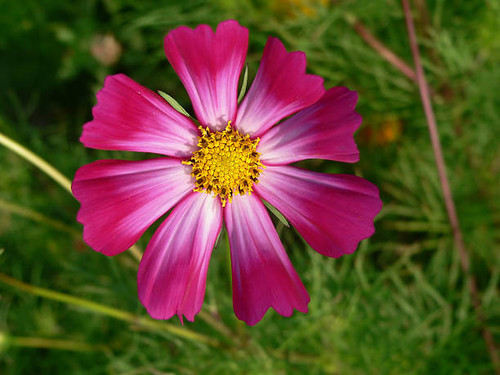Flower head.jpg
