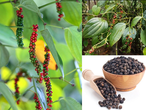 818YhEab3iL. SL1500 .jpg