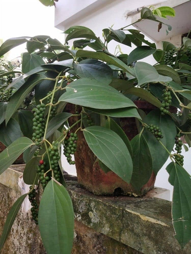 61OvS37+SHL. SL1000 .jpg