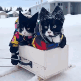 Cats sleigh