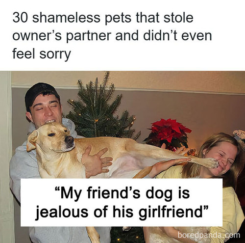 pets stealing.jpg