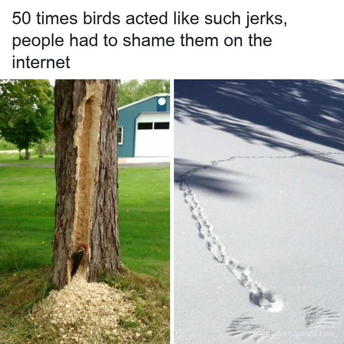 bird being jerks.jpg