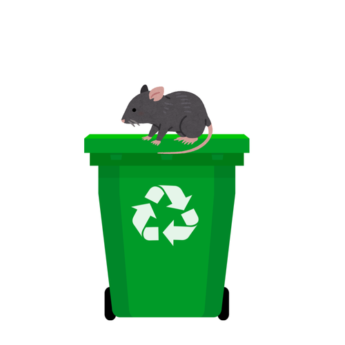 rat on a bin.png