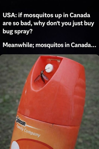 mosquito