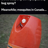 mosquito