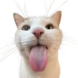 removed bg.png