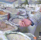 公鸡严选.gif