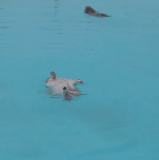 好狗边上飘.gif