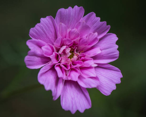 Close up of Rose Bonbon Cosmos flower with heavy background blur..jpg