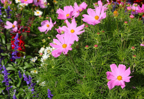 purple flowers called cosmos bipinnatus or mexican aster in spring with other flowers in the flower .jpg