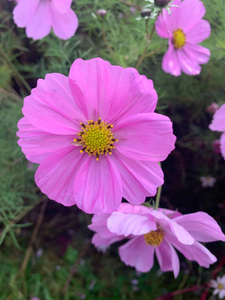 Several blooming garden kosmeya flowers with pink petals. Vertical photo close up. Germany..jpg