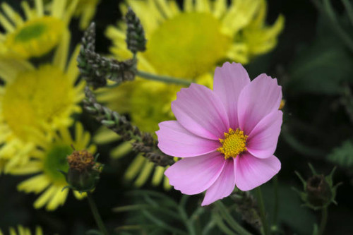 Purple daisies and yellow flowers on a rainy day in Spring.jpg