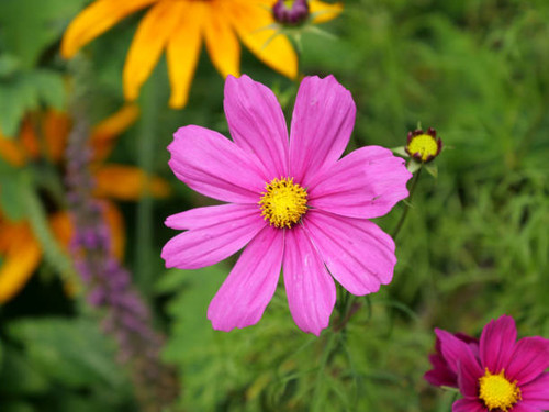 A top view shot of cosmos flower in the garden.jpg