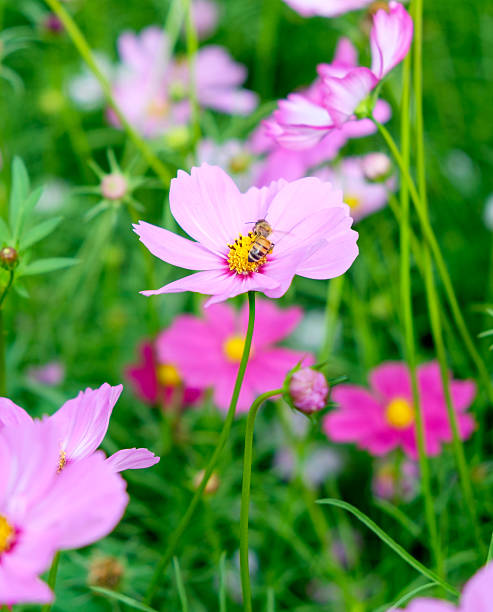 Small bee pollen cosmos flower close up.jpg