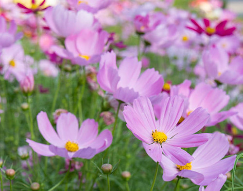 Small pink flower on the green grass garden.jpg