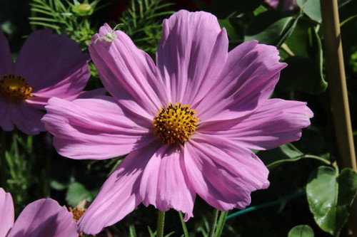 Spider on a Cosmos bipinnatus. The Flower is also called the garden cosmos or Mexican aster..jpg