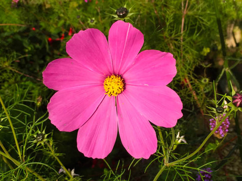A vibrant pink Cosmos flower in a garden border. iPhone photo with some Instagram style processing..jpg