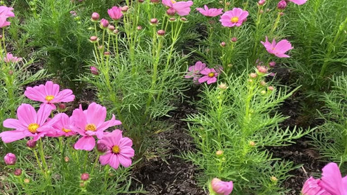 Close-up view of pink cosmos flowers surrounded by lush green foliage in a garden setting..jpg