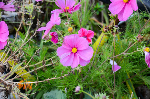 Wild Marigold Plant in Garden..jpg