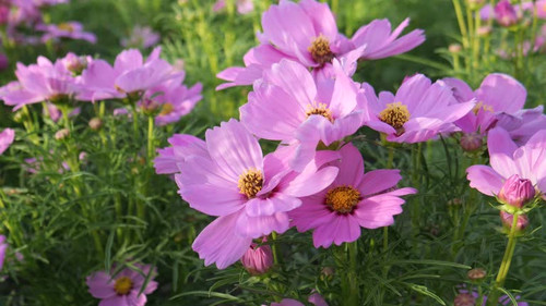 The blossom of beautiful flowers.jpg